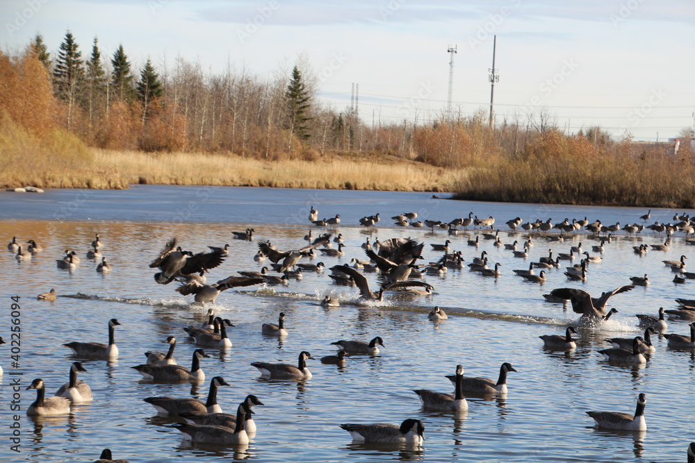 Geese Landing On Water, Pylypow Wetlands, Edmonton, Alberta Geese Landing On Water, Pylypow Wetlands, Edmonton, Alberta