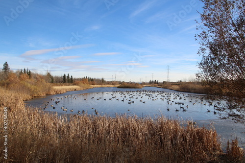 Pond of Geese, Pylypow Wetlands, Edmonton, Alberta