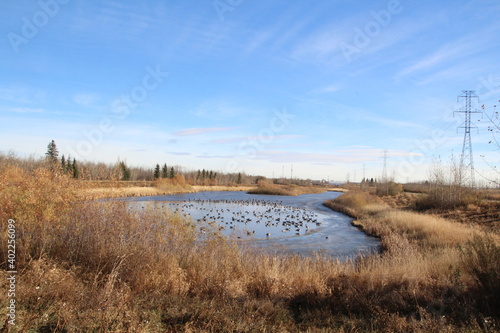 Fototapeta Naklejka Na Ścianę i Meble -  Autumn On The Wetlands, Edmonton, Alberta
