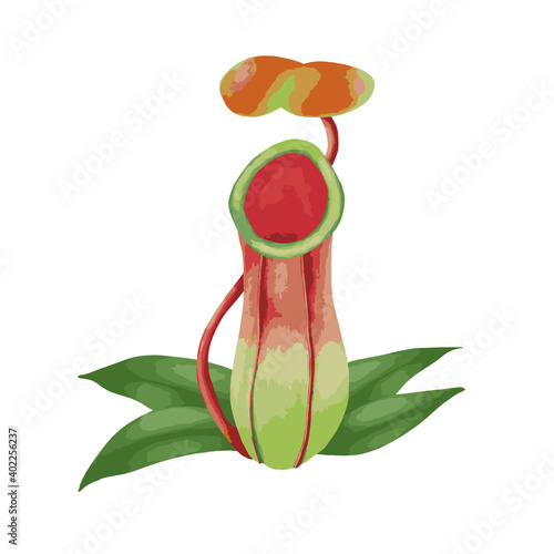 Tropical pitcher plant isolated on white background.  vector illustration.
