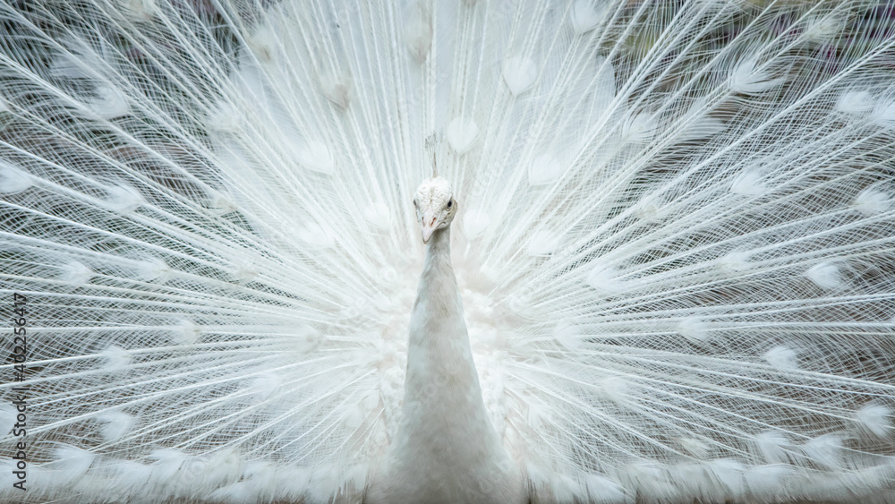 Beautiful White peacock