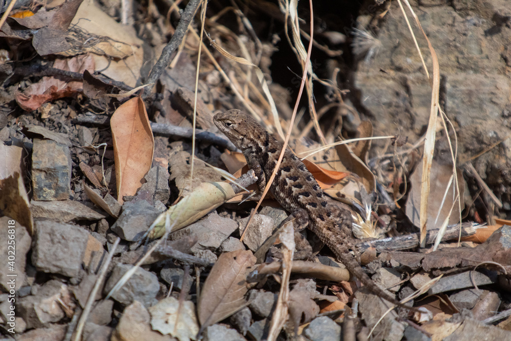 A western Fence lizard roaming free