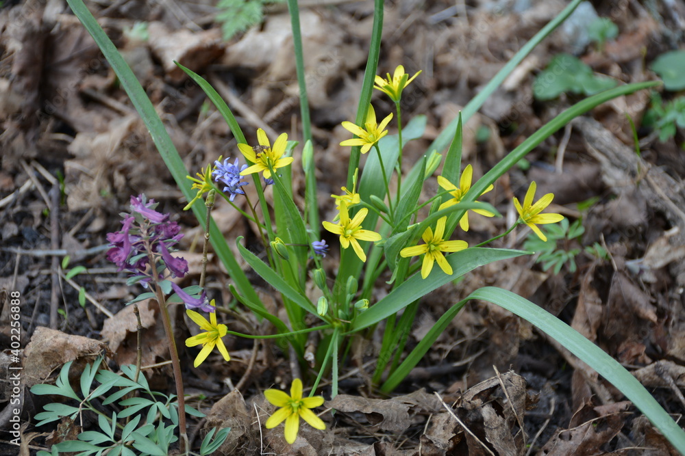 The first forest flowers among last year's foliage. The first forest flowers among last year's foliage.