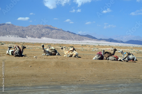 Camels on the sand, popular tourist place. Egypt, Sharm El Sheikh