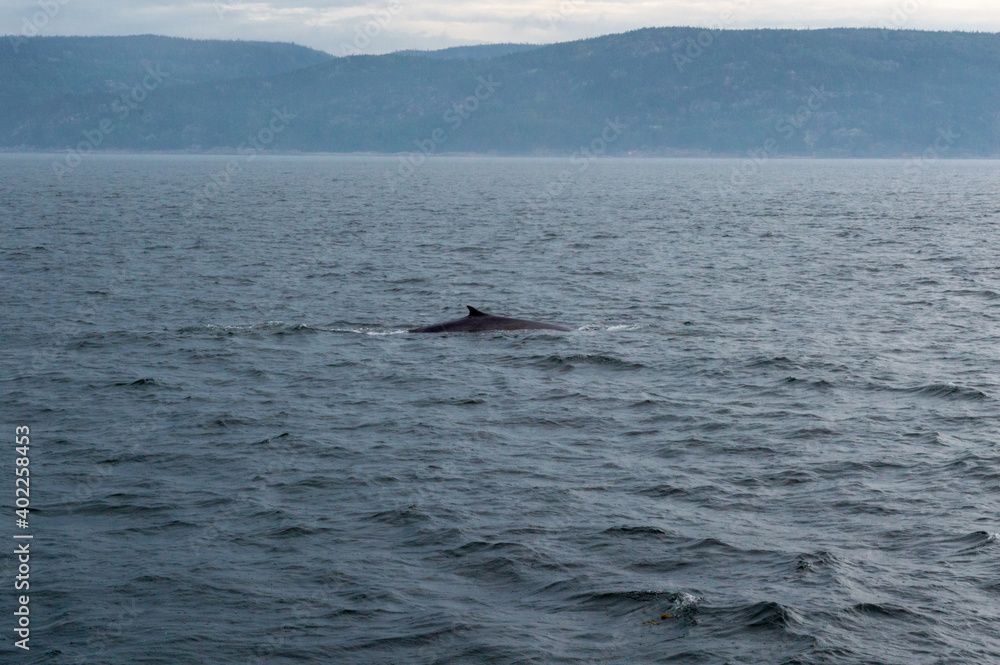 Obraz premium Baleine-Rorqual à Tadoussac