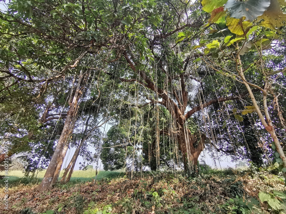 Fototapeta premium Hanging roots in the mango tree