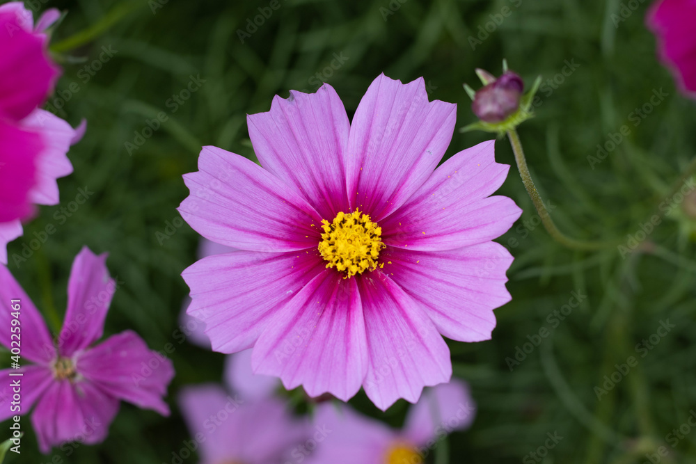 pink cosmos flower pink cosmos flower