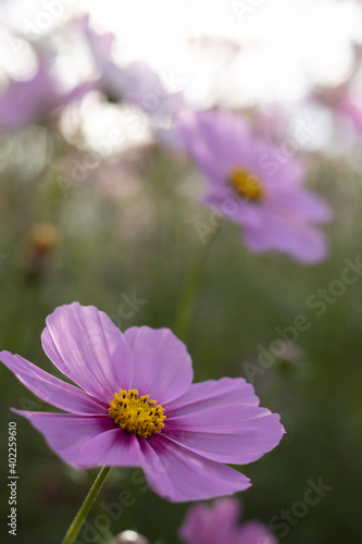 cosmos flower