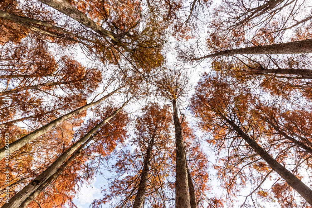 Fototapeta premium 紅葉した築上町のメタセコイヤの林