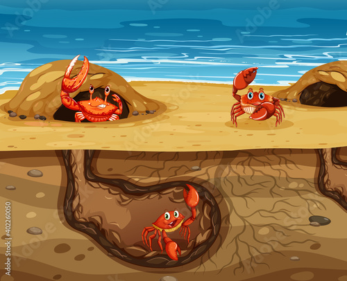 Underground animal hole with many crabs
