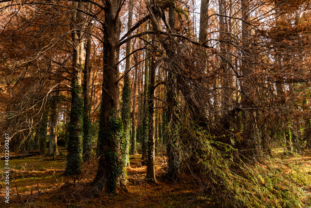 Naklejka premium 紅葉したメタセコイヤの森