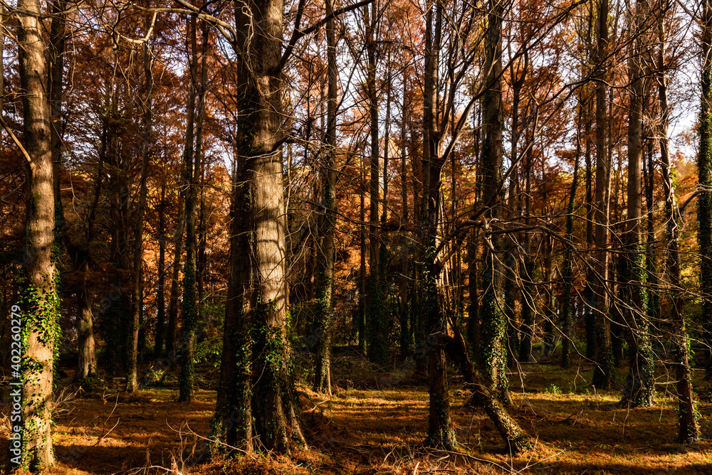 Obraz premium 紅葉したメタセコイヤの森