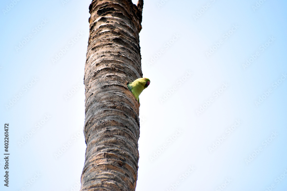 Parrot on a palm tree