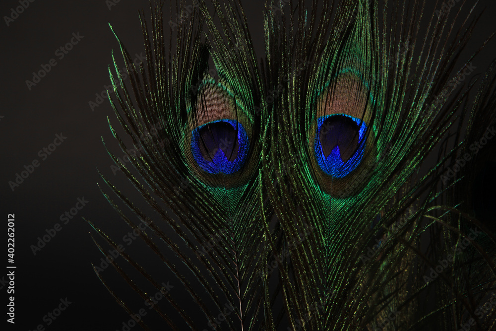 Obraz premium Peacock feather isolated on a black background