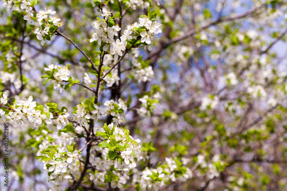 Spring branch of blossoming plum. Blooming plum tree. Spring branch of blossoming plum. Blooming plum tree.