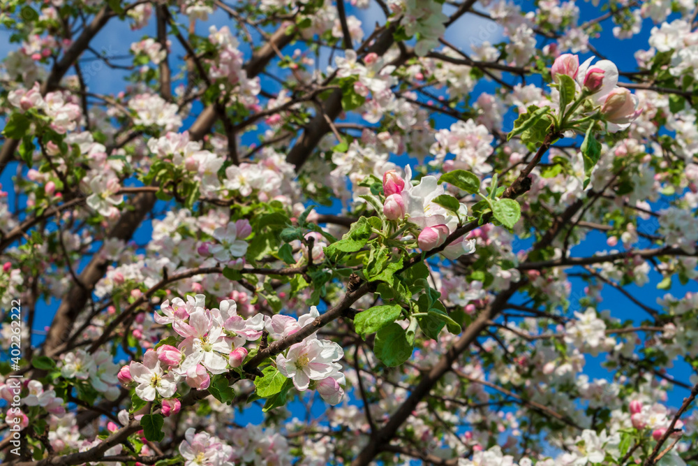 Obraz premium Lush flowering apple tree. White blossoming branches of an apple tree in spring against a blue sky.