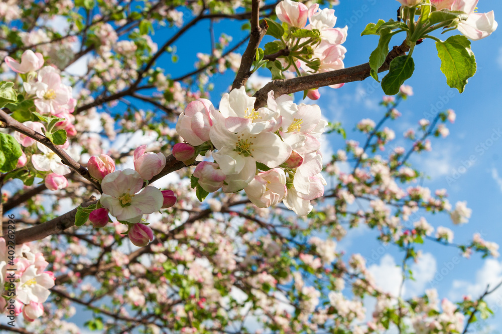 A lush blooming apple tree. White blossoming branches of an apple tree in spring against the blue sky. With copy space. A lush blooming apple tree. White blossoming branches of an apple tree in spring against the blue sky. With copy space.