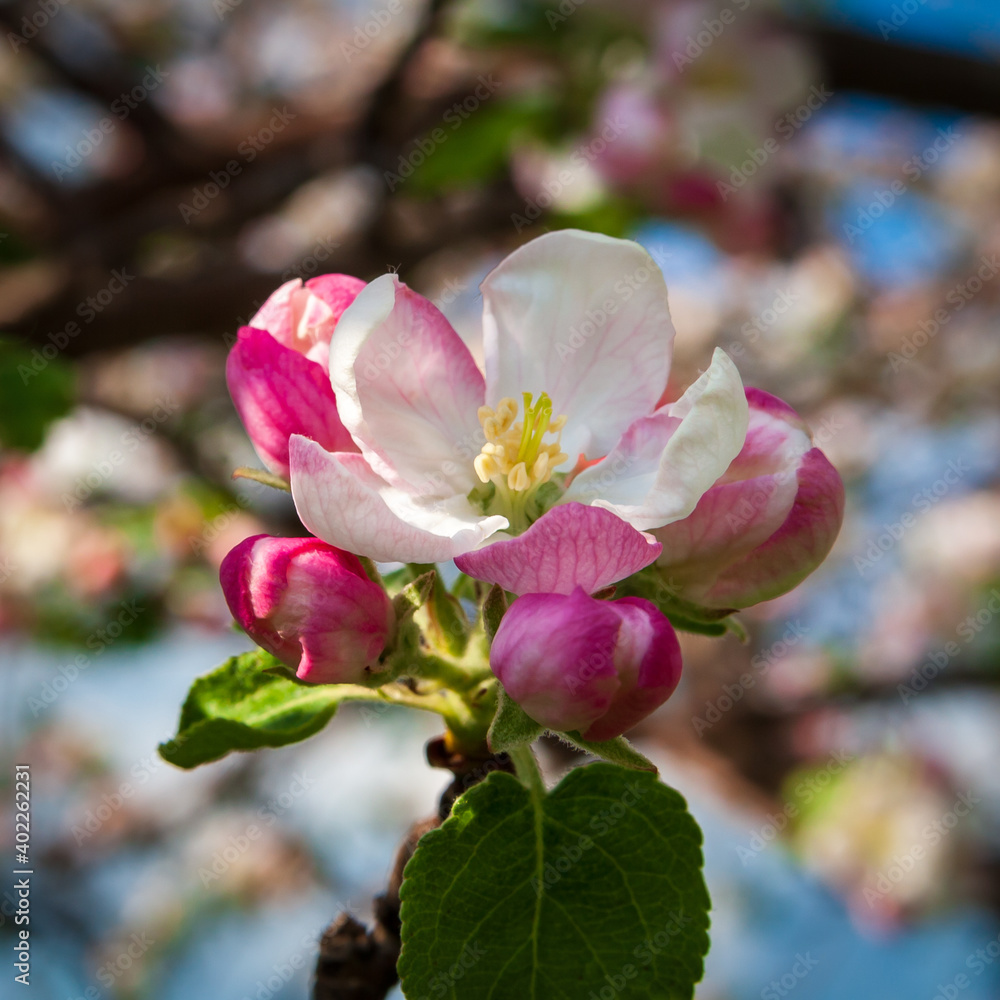 A lush blooming apple tree. Beautiful white and pink apple flower close-up. Selective focus. A lush blooming apple tree. Beautiful white and pink apple flower close-up. Selective focus.