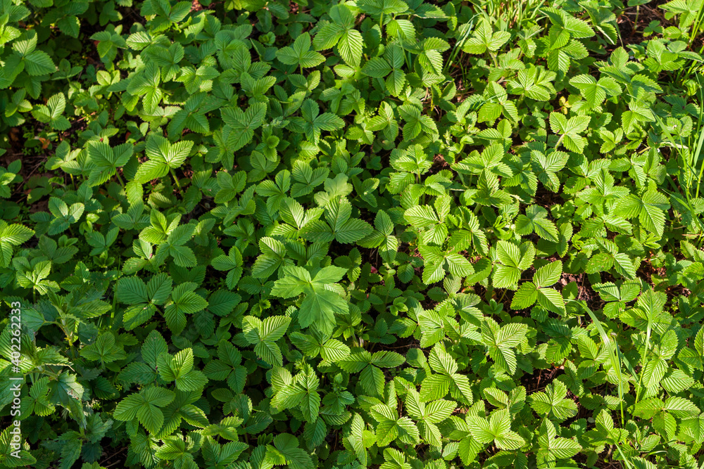 In spring, lush thickets of strawberries. Strawberry foliage background. In spring, lush thickets of strawberries. Strawberry foliage background.