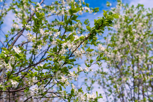 Blooming plum in the garden. Blooming branches of plum on a background of the spring sky.