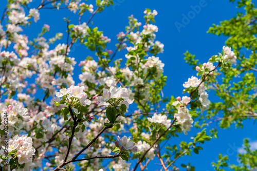 Gorgeous blooming apple tree in spring. A lush blooming apple tree. Apple tree against the blue sky.