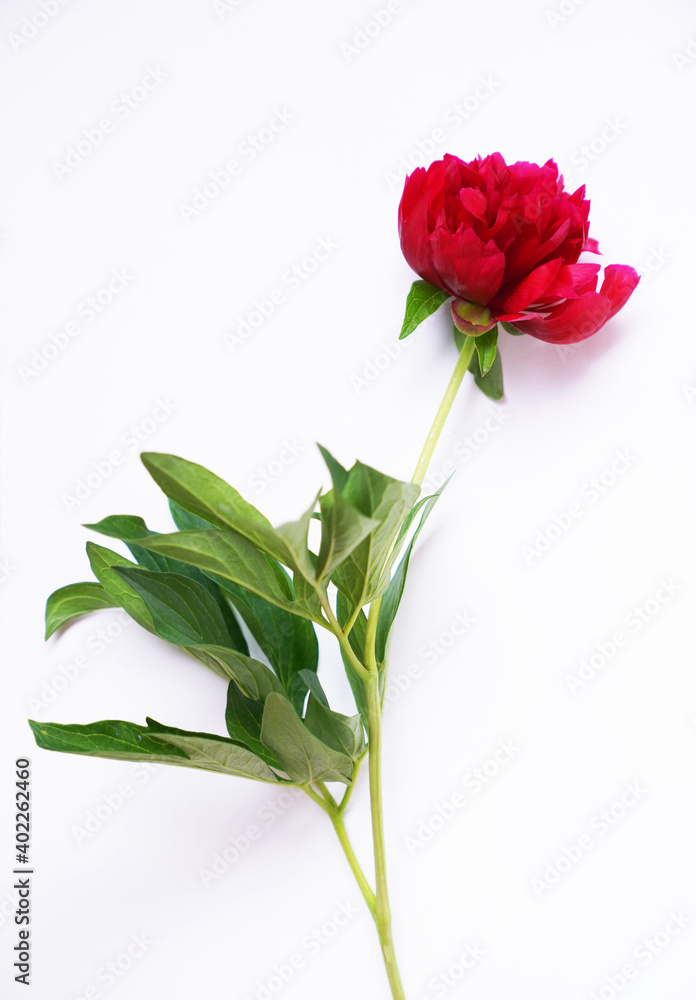 One red fresh peony on a light gray background One red fresh peony on a light gray background