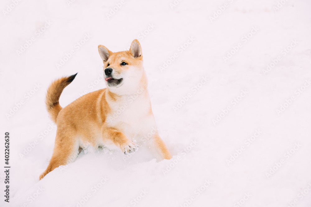 Young Japanese Small Size Shiba Inu Dog Play Outdoor In Snow, Snowdrift At Winter Day