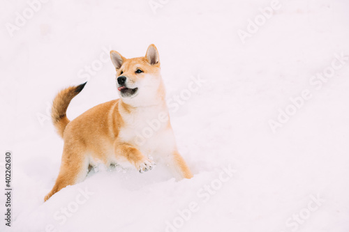 Young Japanese Small Size Shiba Inu Dog Play Outdoor In Snow, Snowdrift At Winter Day