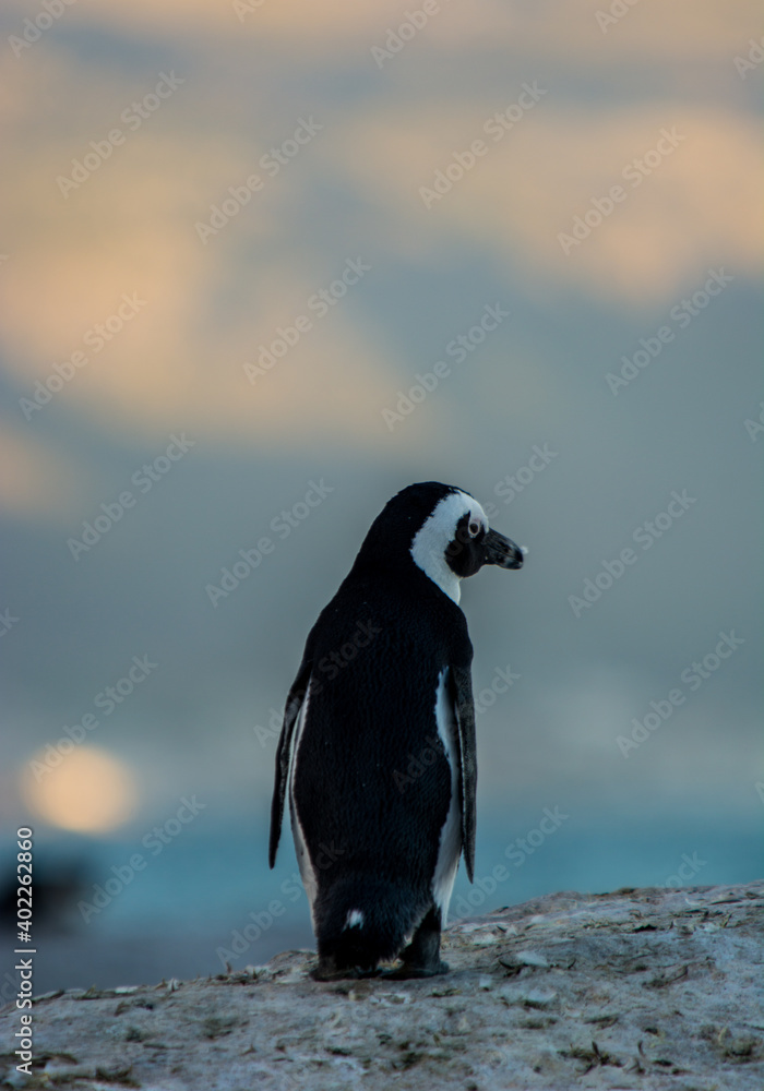 Obraz premium South Africa Penguin at Sunset