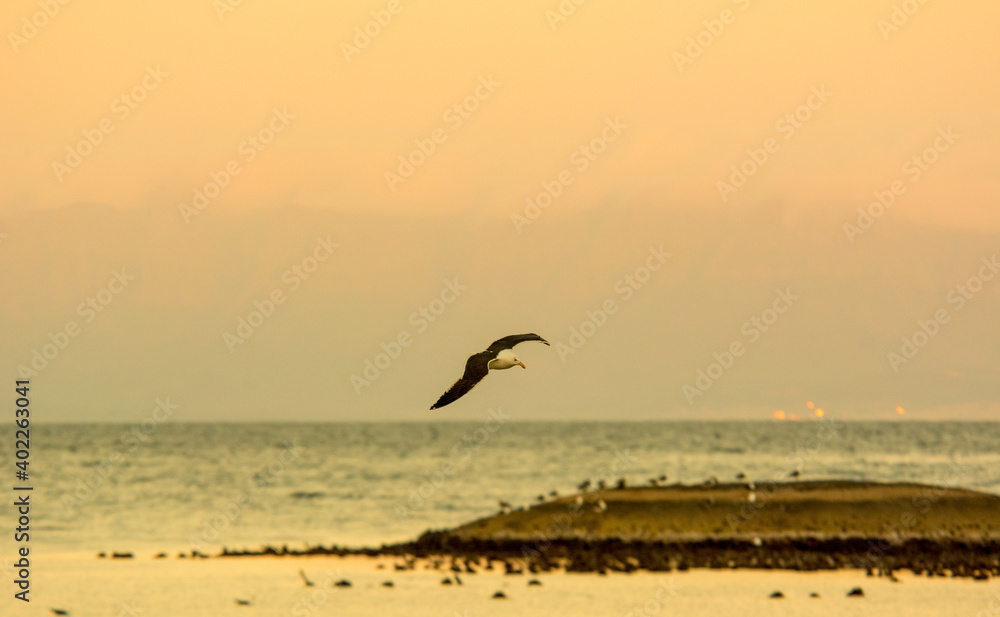 Naklejka premium Seagull on the beach