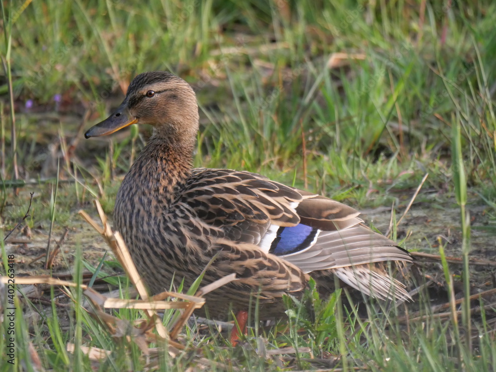 Obraz premium wild duck posing 