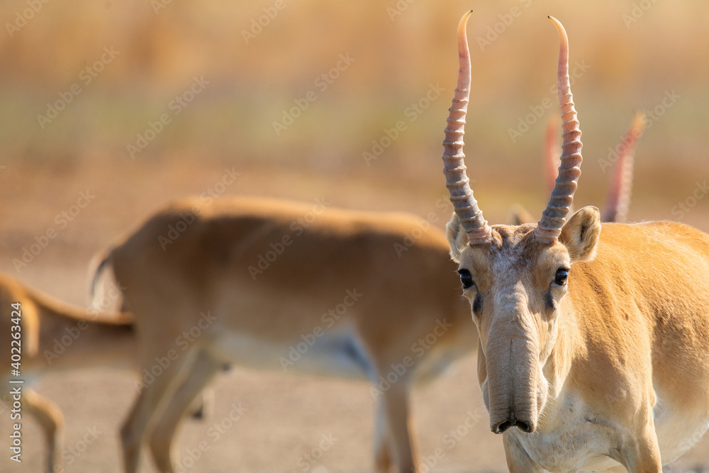 Portrait of male Saiga antelope or Saiga tatarica Portrait of male Saiga antelope or Saiga tatarica