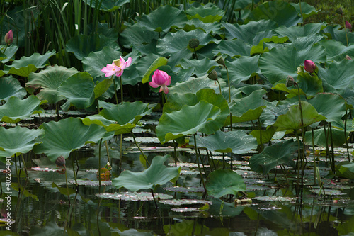 pink lotus flower