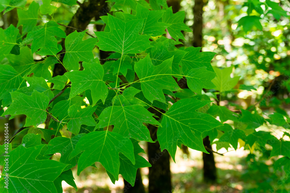 A Tulip poplar leaf or Liriodendron tulipifera leaves A Tulip poplar leaf or Liriodendron tulipifera leaves