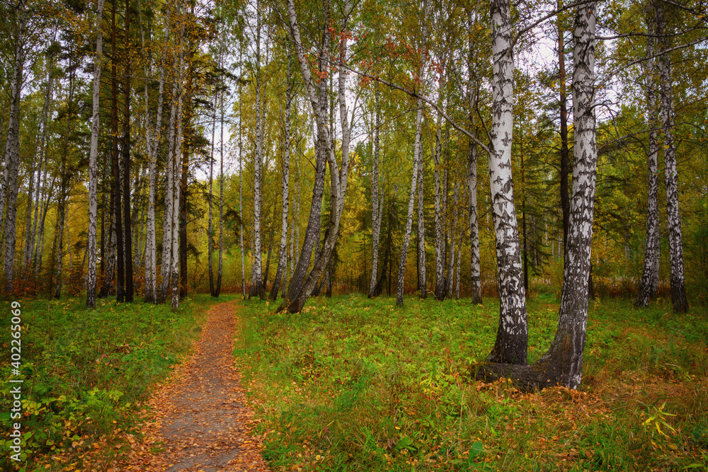 Obraz premium path in the forest