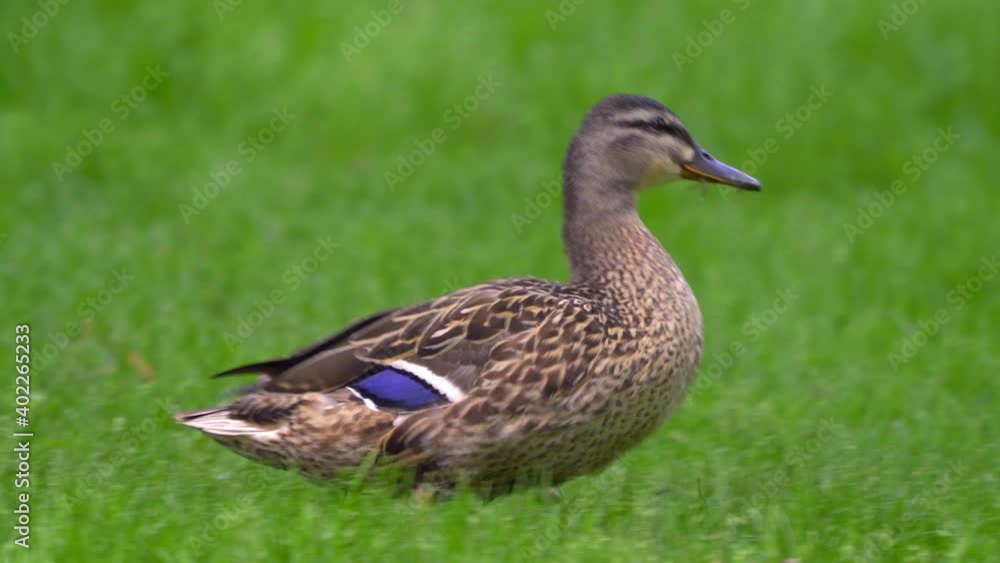 Zoom in on adult duck waddling through the green grass in a park Zoom in on adult duck waddling through the green grass in a park