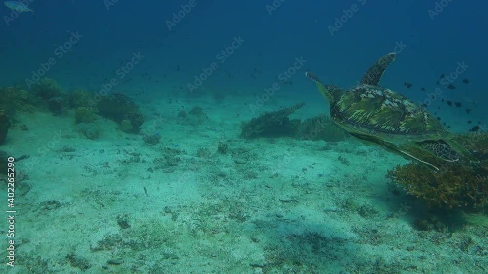 Green turtle with remoras swims quickly away over shallow sandy coral reef Green turtle with remoras swims quickly away over shallow sandy coral reef