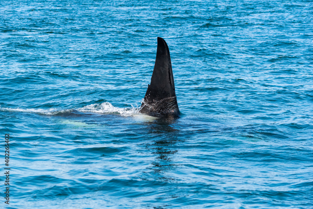 Obraz premium killer whale