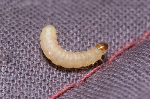 Indianmeal moth larvae, Plodia interpunctella, posed on a fabric surface