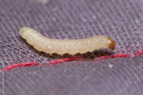 Indianmeal moth larvae, Plodia interpunctella, posed on a fabric surface