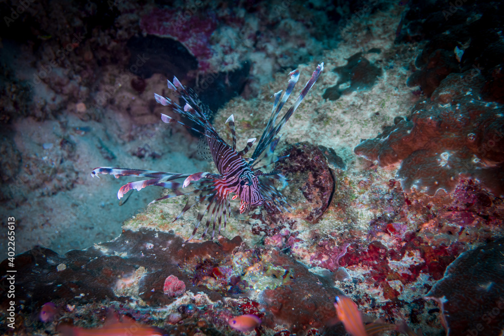 Red lionfish (Pterois volitans) or zebrafish is a venomous coral reef fish near Anilao