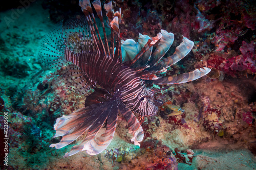 Red lionfish (Pterois volitans) or zebrafish is a venomous coral reef fish near Anilao, Philippines. Underwater photography and travel.