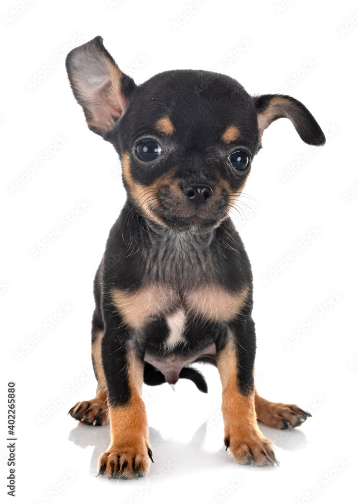 chihuahua in studio chihuahua in studio