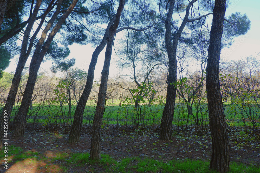 Parque Quinta de los Molinos, Madrid Parque Quinta de los Molinos, Madrid