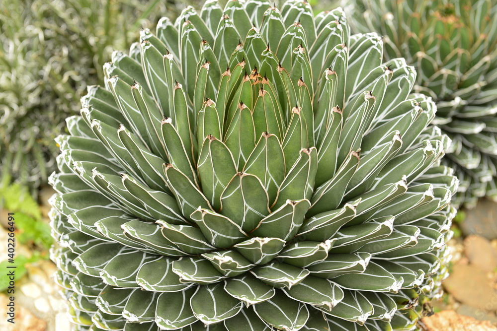 Big Agave, beautiful natural pattern at Doi Ang Khang. ChiangMai Thailand. Big Agave, beautiful natural pattern at Doi Ang Khang. ChiangMai Thailand.