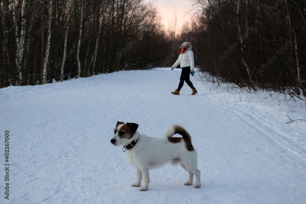 Dog Jack Russell Terrier walks through the winter snowy forest
