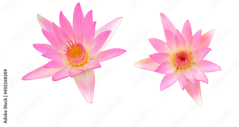 Lotus blossom ， zen ， holy ， lotus flower isolated on white