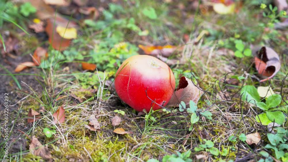 A closeup of the growing fresh and delicious apples on the ground in 4K