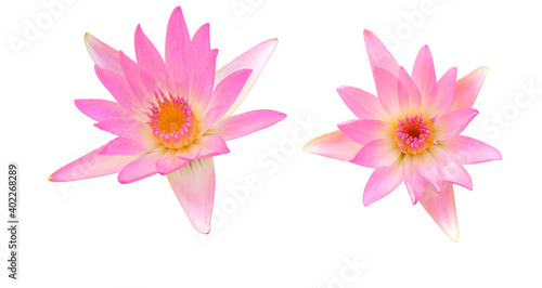 Lotus blossom ， zen ， holy ， lotus flower isolated on white © pornchai
