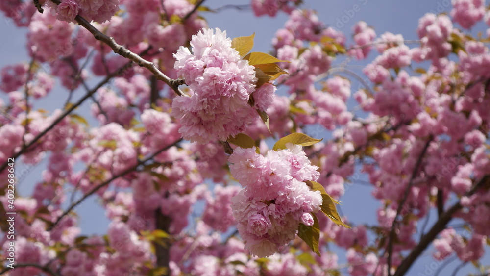 Pink spring blossom in full bloom in mid afternoon day time Pink spring blossom in full bloom in mid afternoon day time